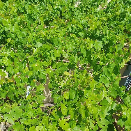 Semesterbostad Yiannis Sokaki House *