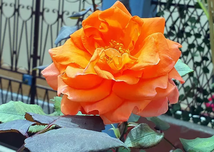 Yiannis Sokaki House Semesterbostad *